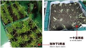 自然光照明系統下的空心菜