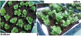 在自然光照明系統下 耳朵菜越長越好
